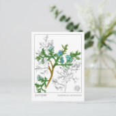 Juniper Materia Medica Monograph Kräuterstudie Postkarte (Stehend Vorderseite)