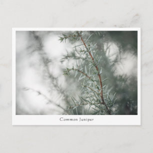 Juniper Nature Foto Postkarte