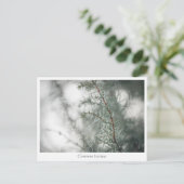 Juniper Nature Foto Postkarte (Stehend Vorderseite)