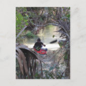 Juniper Springs, Fl Postkarte (Vorderseite)