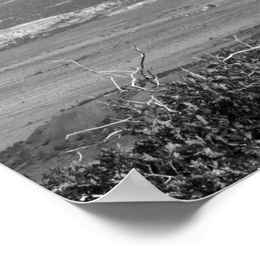 Juniper-Tree 16x20 Schwarz & Weiß Burnt Poster (Ecke)