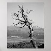 Juniper-Tree 16x20 Schwarz & Weiß Burnt Poster (Vorne)