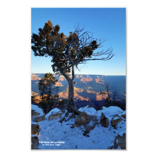Juniper Tree in Snow bei Sonnenaufgang im Grand Ca Fotodruck (Vorne)