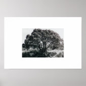 Juniper Tree Poster (Vorne)
