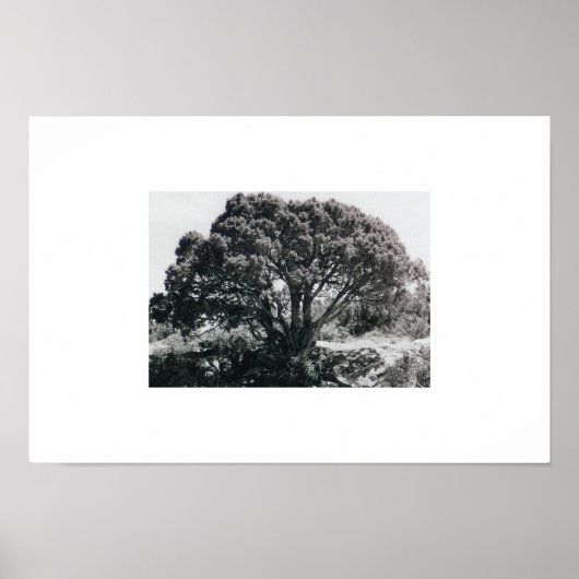 Juniper Tree Poster (Vorne)