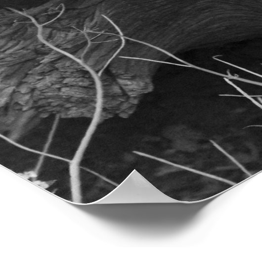 Juniper Trunk Poster (Ecke)