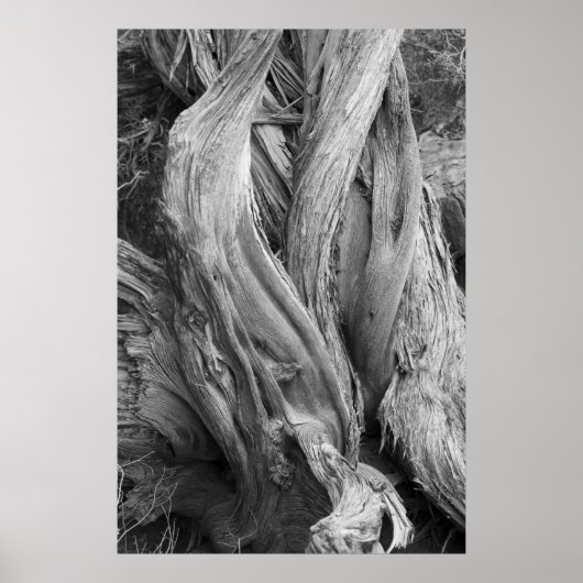 Juniper Trunk Poster (Vorne)