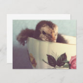 Just Chillin' (Vorne/Hinten)