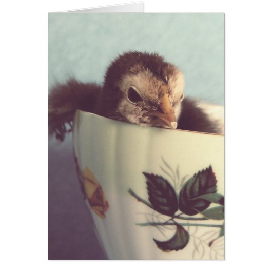 Just Chillin' (Vorne)