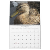 Just Ducky Calendar Kalender (Jan 2026)