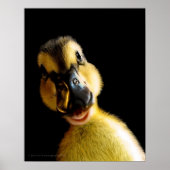 Just Ducky Poster (Vorne)