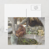 Just Hangin Out Postkarte (Vorne/Hinten)