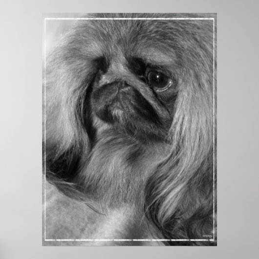 Just Jeroen Poster (Vorne)