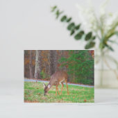 Just lost Spots, Baby Deer Postkarte (Stehend Vorderseite)