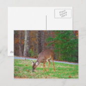 Just lost Spots, Baby Deer Postkarte (Vorne/Hinten)