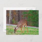 Just lost Spots, Baby Deer Postkarte (Vorne/Hinten)