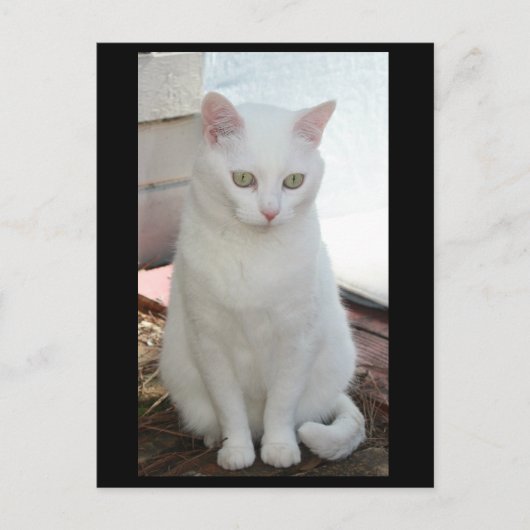 Just Missy Postkarte (Vorderseite)