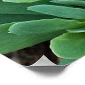 Just Sedum Poster (Ecke)