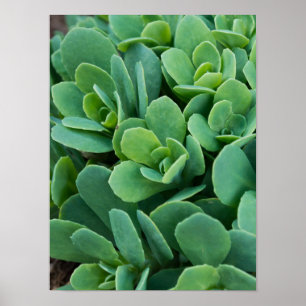 Just Sedum Poster