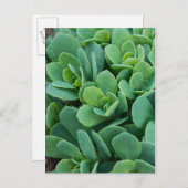 Just Sedum Postkarte (Vorne/Hinten)