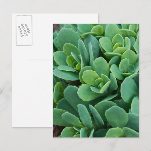 Just Sedum Postkarte (Vorne/Hinten)