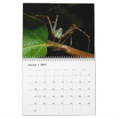 Just Spiders Kalender, 2020 Kalender (Jan 2027)