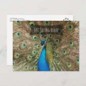 Just Sprichwort Hello Bold Peacock Foto Freundlich Postkarte (Vorne/Hinten)