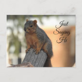 Just Sprichwort Hi | Niedliches Eichhörnchen-Foto Postkarte (Vorderseite)
