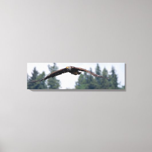 Juvenile Adler fliegen in Washington, Canvas Print Leinwanddruck (Vorderseite)