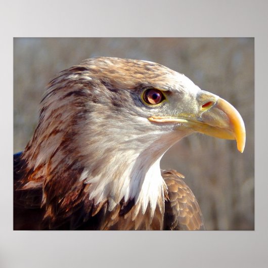 Juvenile American Bald Eagle Poster (Vorne)
