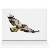 Juvenile Bald Adler im Flug (Innenansicht Horizontal (Oben))