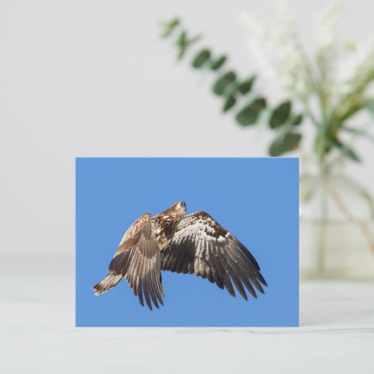 Juvenile Bald Adler im Flug Postkarte (Stehend Vorderseite)