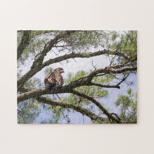 Juvenile Bald Adler in einem Kiefernbaum Puzzle (Horizontal)