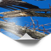 Juvenile Bald Adler sprang in Flug Fotodruck (Ecke)