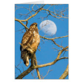 Juvenile Bald Adler und Mond (Vorne)