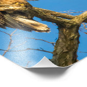 Juvenile Bald Adler und Mond Fotodruck (Ecke)