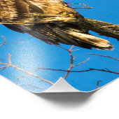 Juvenile Bald Adler und Mond Fotodruck (Ecke)