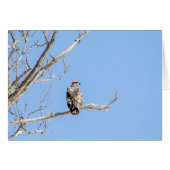 Juvenile Bald Eagle (Vorderseite (Horizontal))