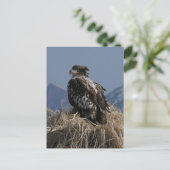 Juvenile Bald Eagle by Shore Postkarte (Stehend Vorderseite)