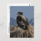 Juvenile Bald Eagle by Shore Postkarte (Vorne/Hinten)