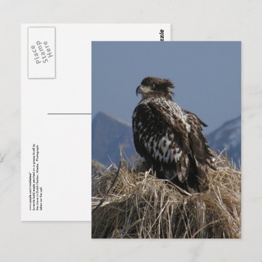 Juvenile Bald Eagle by Shore Postkarte (Vorne/Hinten)