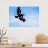 Juvenile Bald Eagle (Flug) Poster (Küche)