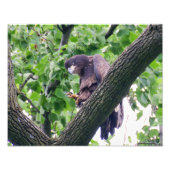 Juvenile Bald Eagle Fotodruck (Vorne)