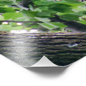 Juvenile Bald Eagle Fotodruck (Ecke)