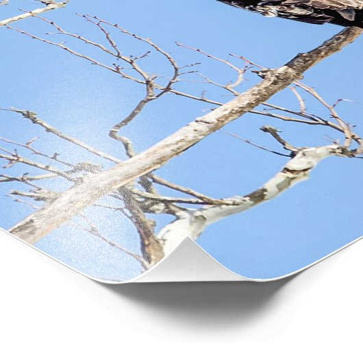 Juvenile Bald Eagle Fotodruck (Ecke)