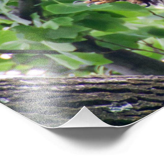 Juvenile Bald Eagle Fotodruck (Ecke)