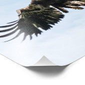 Juvenile Bald Eagle im Flug Fotodruck (Ecke)