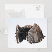 Juvenile Bald Eagle im Flug Postkarte (Vorne/Hinten)