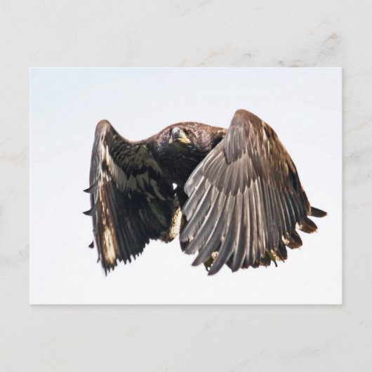 Juvenile Bald Eagle im Flug Postkarte (Vorderseite)