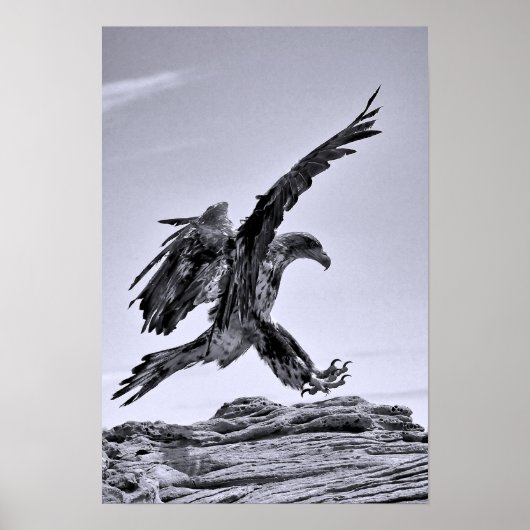 Juvenile Bald Eagle Landing Poster (Vorne)